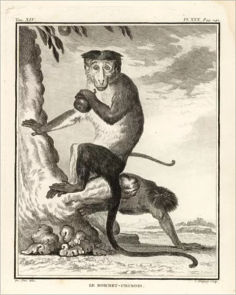 Bonnet macaque, Macaca radiata