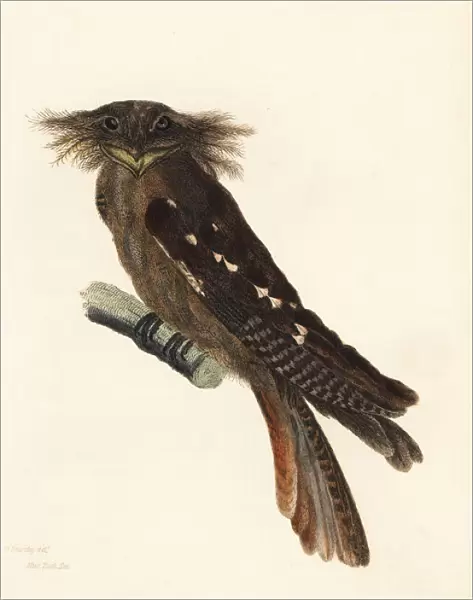 Large frogmouth, Batrachostomus auritus