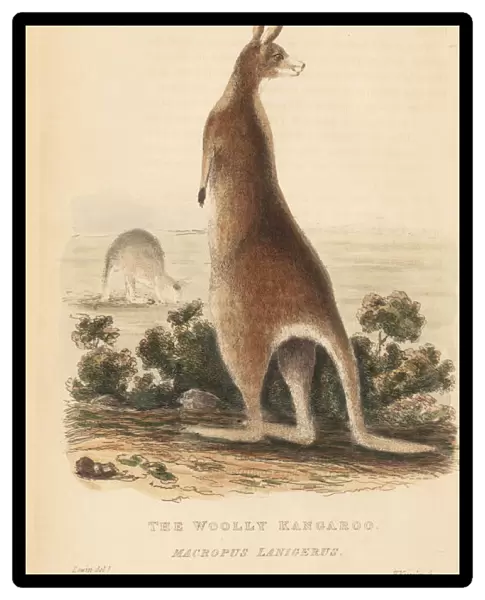 Red kangaroo, Macropus rufus