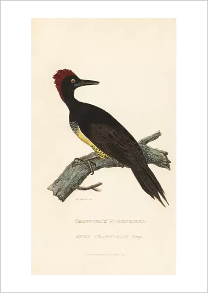 White-bellied woodpecker, Dryocopus javensis