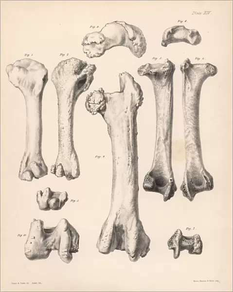 Humerus and femur of the extinct Rodrigues