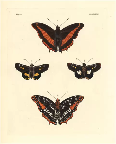 Eudoxus charaxes and western nightfighter