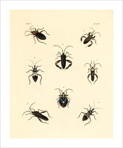 Exotic beetles