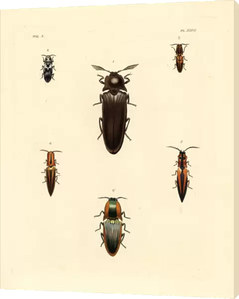 Elater beetles