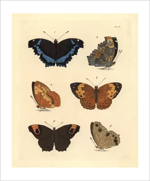 Blue admiral, rustic and evening brown butterflies