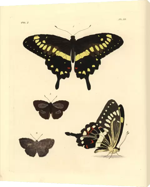 Western emperor swallowtail and Indian sunbeam