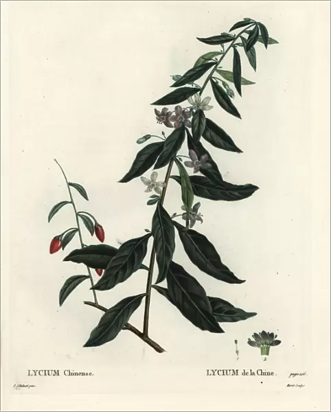 Goji berry or Chinese boxthorn, Lycium chinense