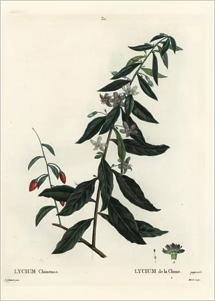 Goji berry or Chinese boxthorn, Lycium chinense