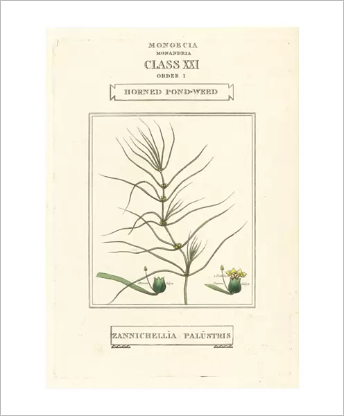 Horned pondweed, Zannichellia palustris