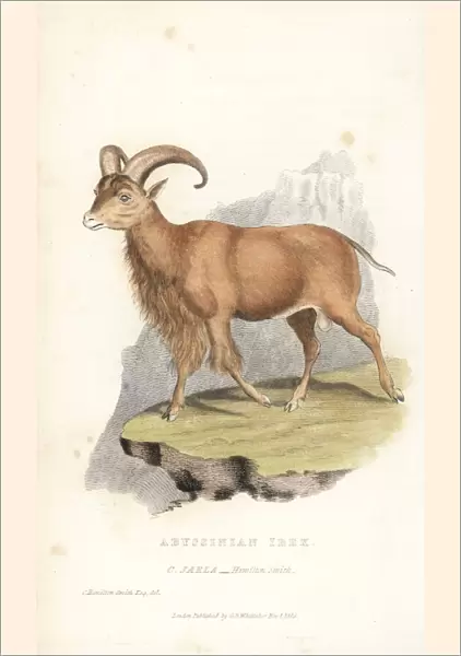 Nubian ibex, Capra nubiana. Vulnerable