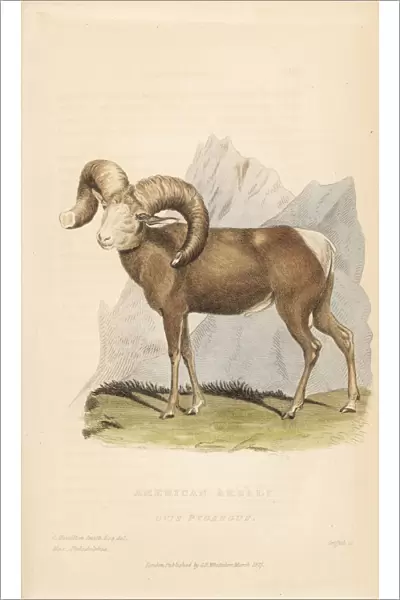 Bighorn sheep, Ovis canadensis