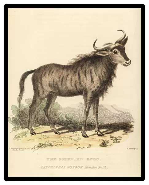 Blue wildebeest, Connochaetes taurinus