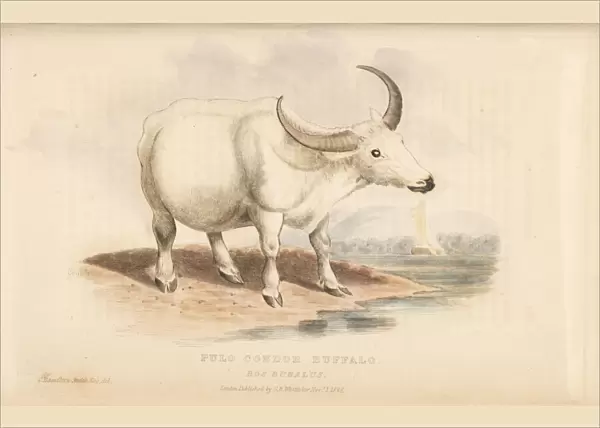 Domestic water buffalo, Bubalus bubalus