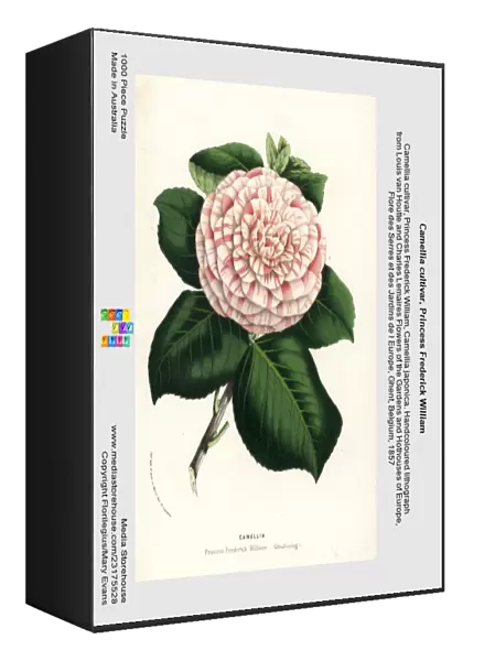 Camellia cultivar, Princess Frederick William