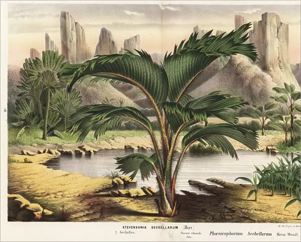 Thief palm, Phoenicophorium borsigianum