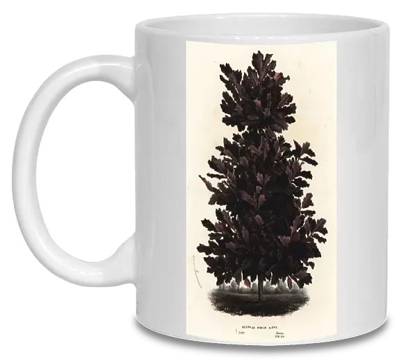 English oak, black variety, Quercus robur nigra