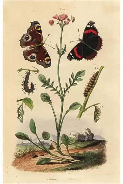 Valerian, peacock butterfly and red admiral