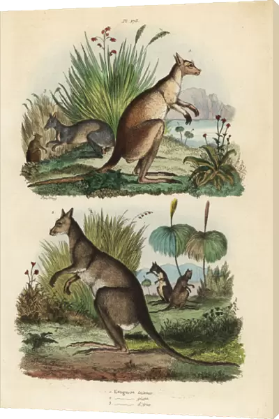 Red kangaroo, eastern grey kangaroo and dusky wallaby