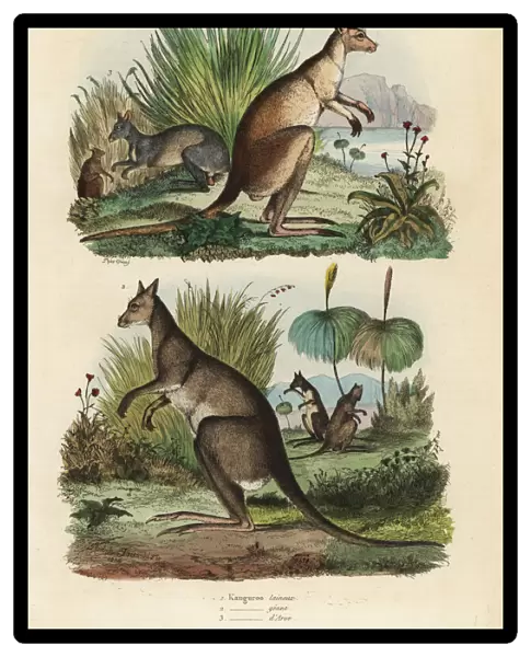 Red kangaroo, eastern grey kangaroo and dusky wallaby