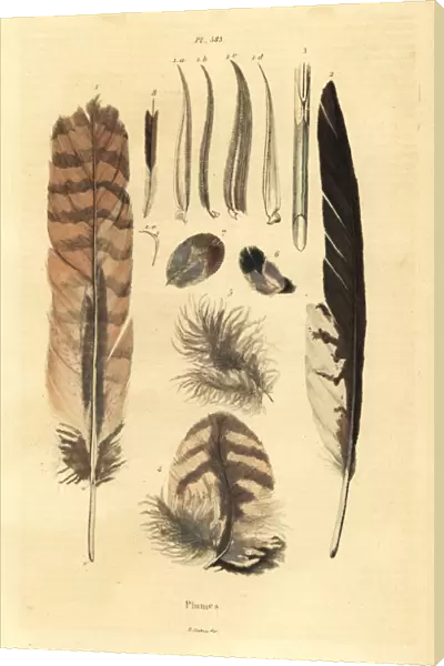 Feathers, plumes, bird anatomy