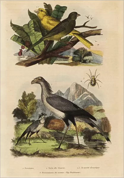 Secretary bird, Sagittarius serpentarius