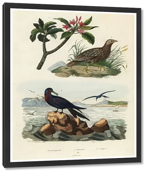 Francolin, frigatebird and frangipani