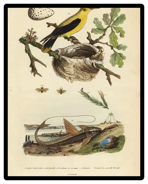 Oriole blackbird, chocolate loricarid catfish