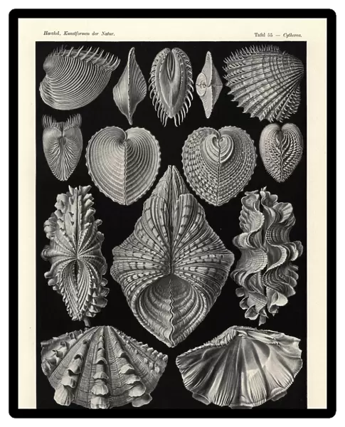 Bivalvia clam shells