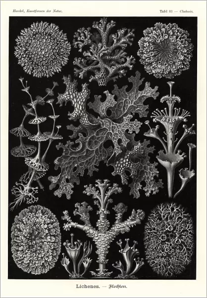 Lichens: coral lichen, Cladia retipora 1, cup lichen