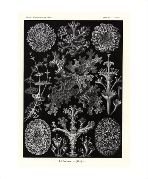 Lichens: coral lichen, Cladia retipora 1, cup lichen