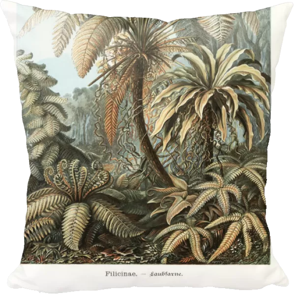 Filicinae or fern plants
