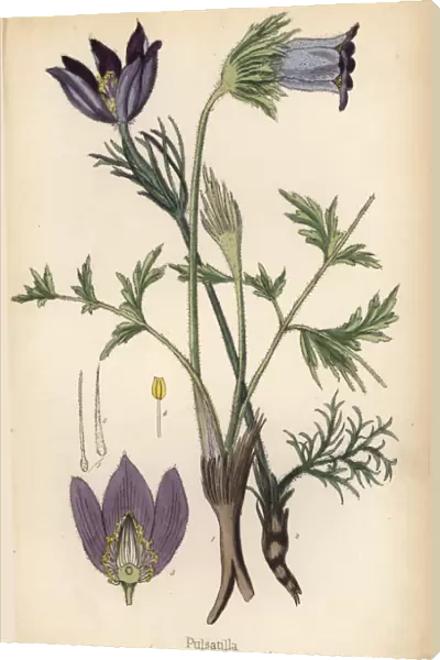 Small pasque flower, Anemone pratensis 1