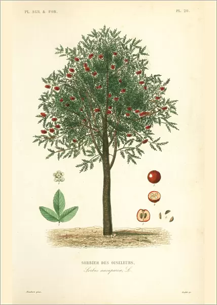 Rowan or mountain ash tree, Sorbus aucuparia