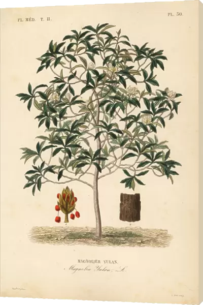 Lilytree or Yulan magnolia, Magnolia denudata