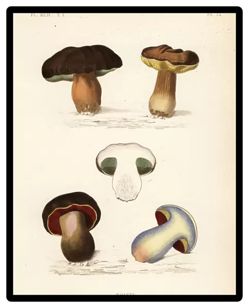 Porcini mushroom, Boletus edulis, and lurid