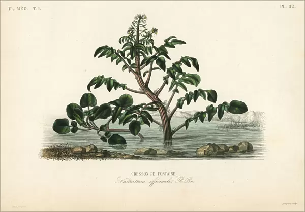 Watercress or yellowcress, Nasturtium officinale