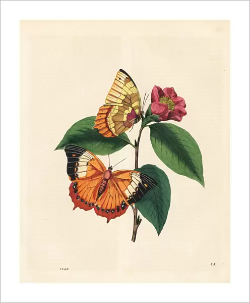 Plain tawny rajah butterfly on a camellia flower