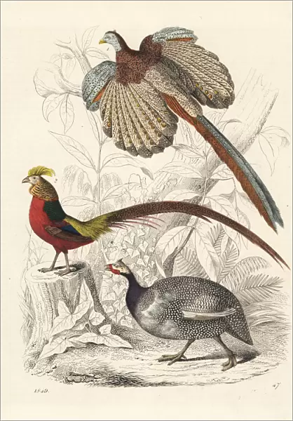 Great argus, golden pheasant and helmeted guineafowl