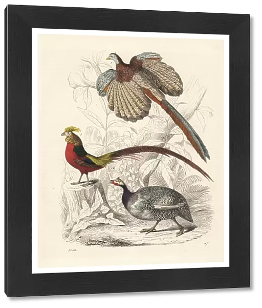 Great argus, golden pheasant and helmeted guineafowl