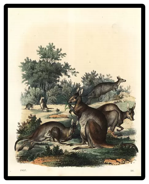 Kangaroo, Macropus giganteus
