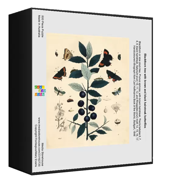 Blackthorn tree with brown and black hairstreak butterflies