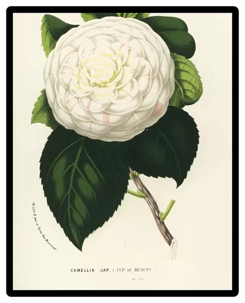 Cup of Beauty, hybrid camellia, Camellia japonica