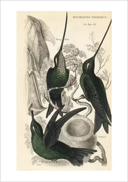 Sword-billed hummingbird, Ensifera ensifera