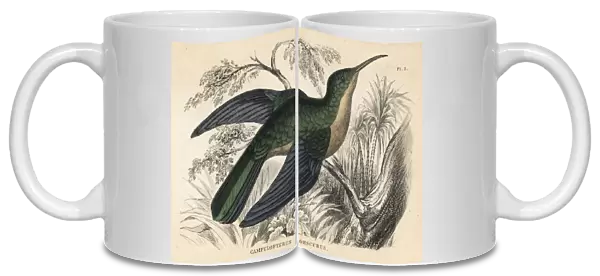 Grey-breasted sabrewing, Campylopterus largipennis obscurus