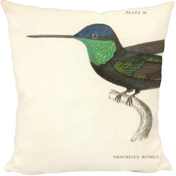 Magnificent hummingbird, Eugenes fulgens