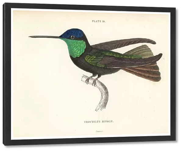 Magnificent hummingbird, Eugenes fulgens