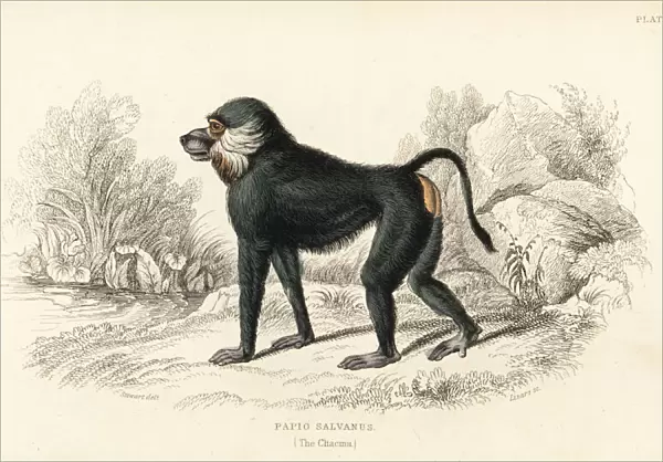 Chacma baboon, Papio ursinus