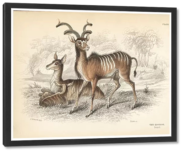 Greater kudu, Tragelaphus strepsiceros