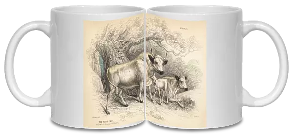 White urus, or Hamilton breed of wild cattle