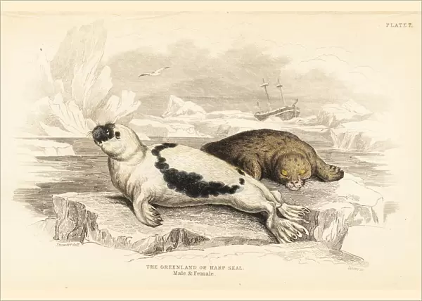 Greenland or harp seal, Pagophilus groenlandicus